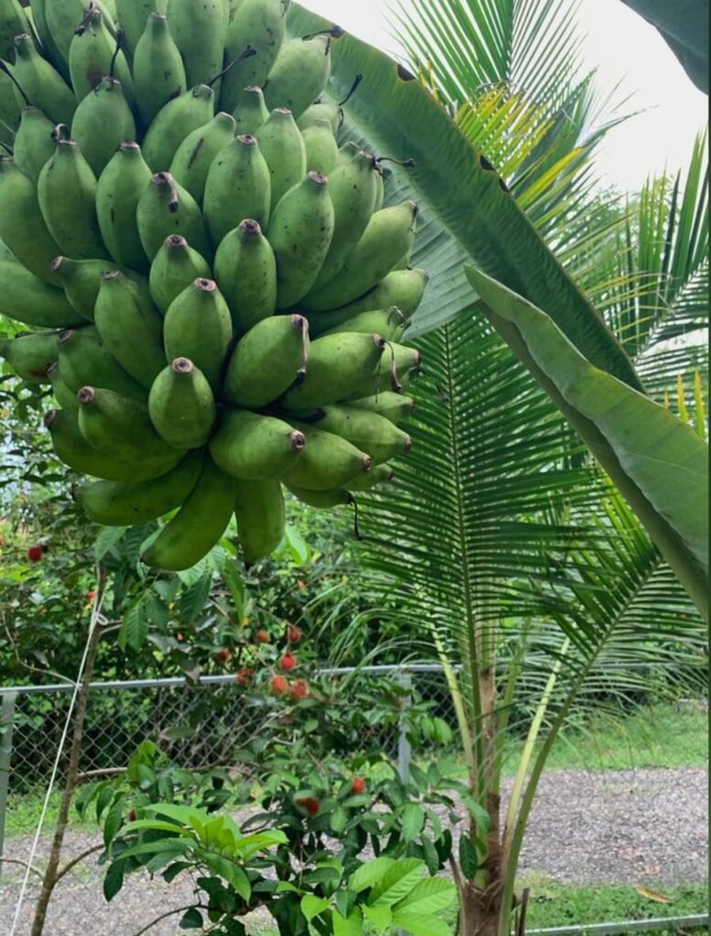 WhatsApp Image 2025-11-04 at 9.03.42 PM (1)