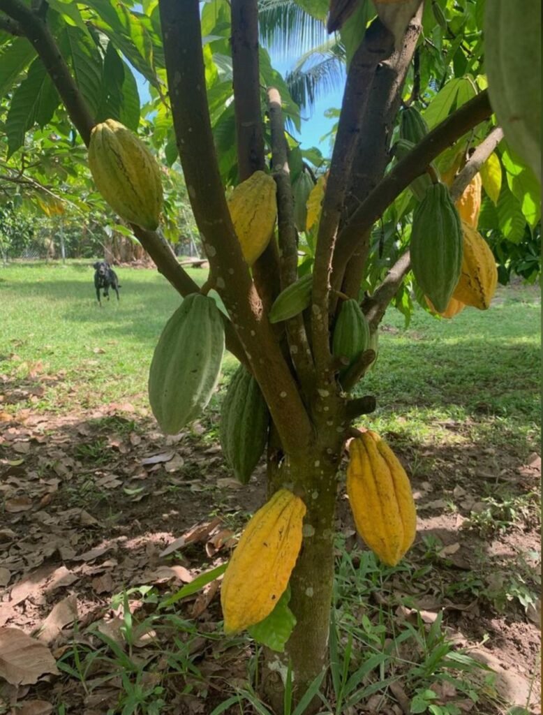 WhatsApp Image 2025-11-04 at 9.03.50 PM (1)