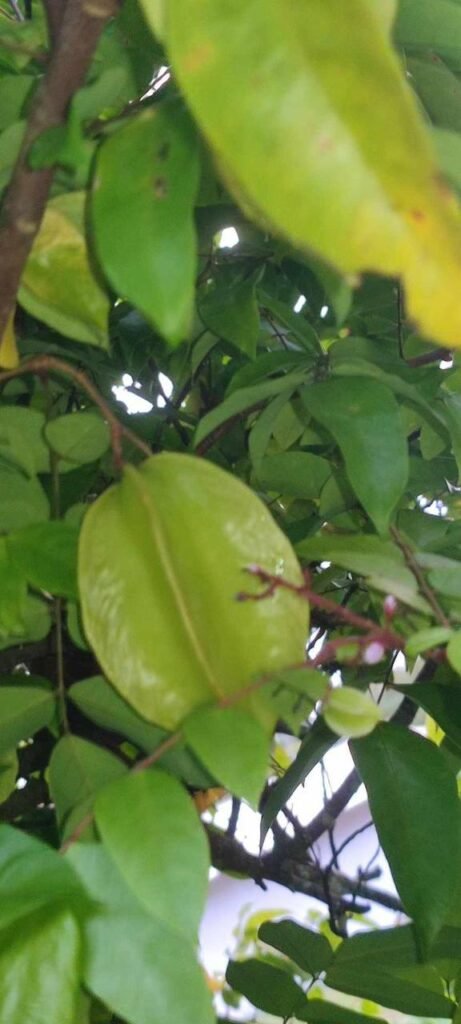 WhatsApp Image 2025-11-05 at 2.05.50 AM (1)